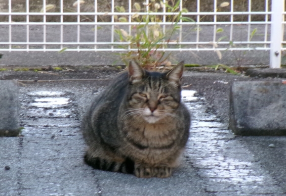 Cat pictures｜ようこそニャン