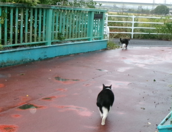 Cat pictures｜行楽の秋