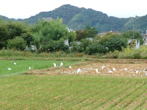 Cat pictures｜稲刈りニャン！