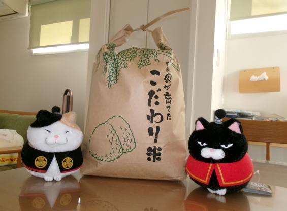 Cat pictures｜新米ニャン！