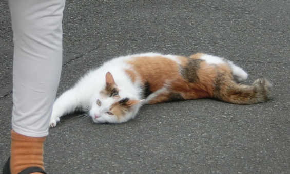 Cat pictures｜ねことばあちゃん