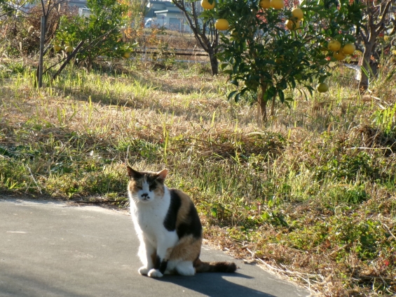 Cat pictures｜陽だまりニャン！