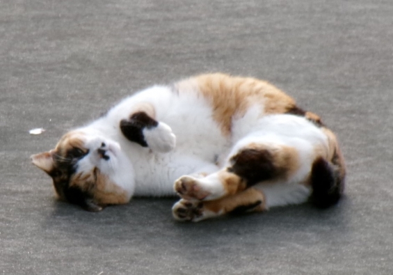 Cat pictures｜コロコロにゃ～ん♡