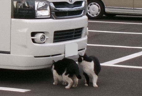 Cat pictures｜なにかあるかニャ？