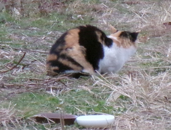 Cat pictures｜にぎやかニャ。