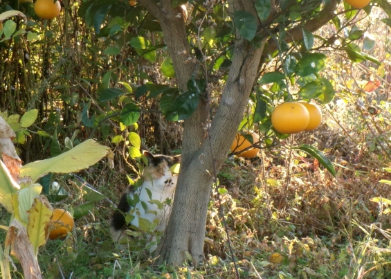 Cat pictures｜宝探し
