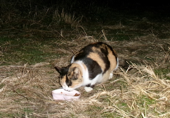 Cat pictures｜残業の友