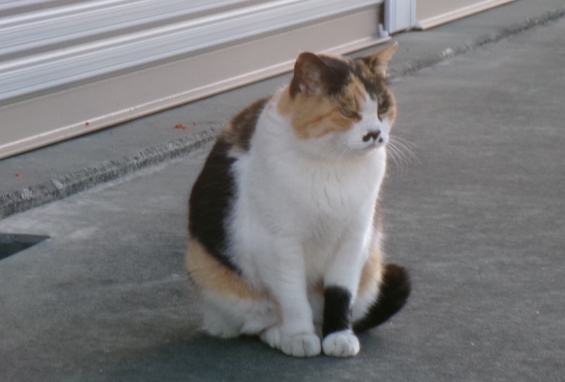 Cat pictures｜あけおめニャン(*^^)v