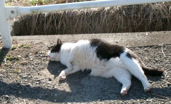 Cat pictures｜寝正月