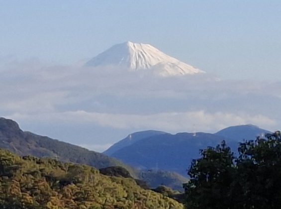 Cat pictures｜富士山ニャン