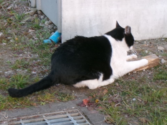 Cat pictures｜ピカピカにゃん