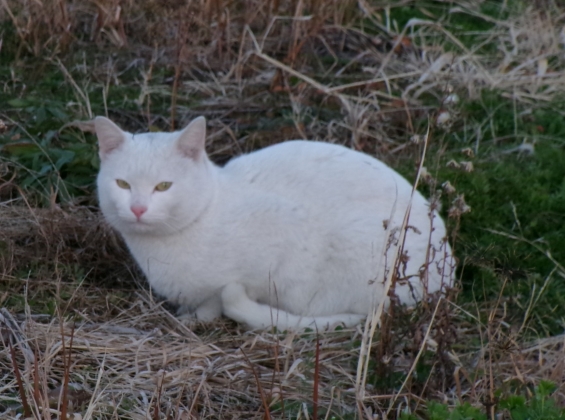 Cat pictures｜新ミッション