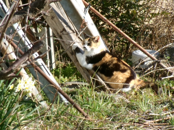 Cat pictures｜春近し