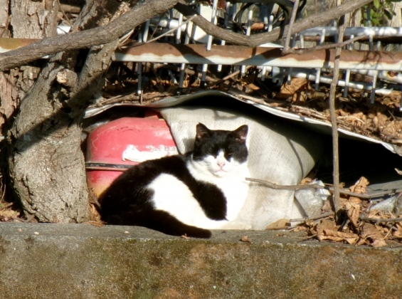 Cat pictures｜ぼっちニャン