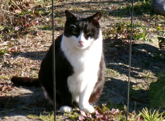 Cat pictures｜元気でニャ