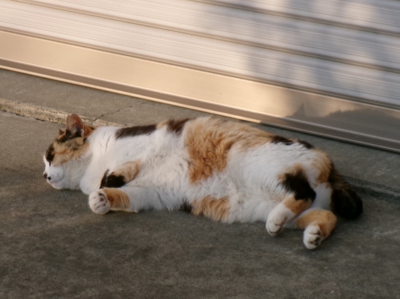 Cat pictures｜春が来たにゃ