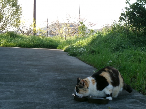 Cat pictures｜花より団子