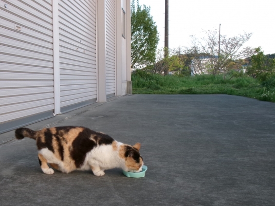 Cat pictures｜もはや団子のみ(^-^;