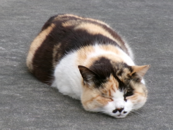 Cat pictures｜ツチノコ…？