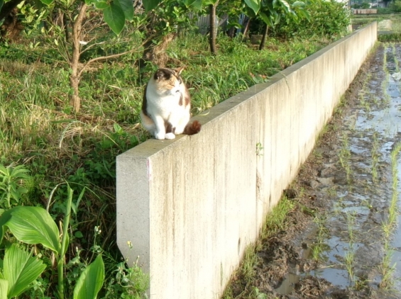 Cat pictures｜モノレールにゃん！