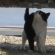 Cat pictures｜終業点検②