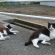 Cat pictures｜草がニャい(-_-;)