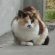 みけ様
