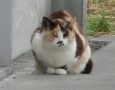みけ様