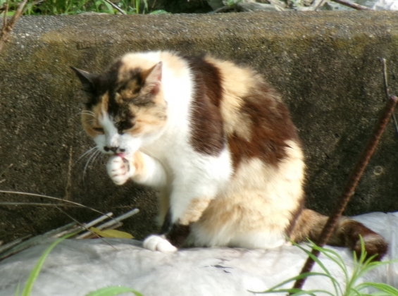 Cat pictures｜無事にゃ(^_^)