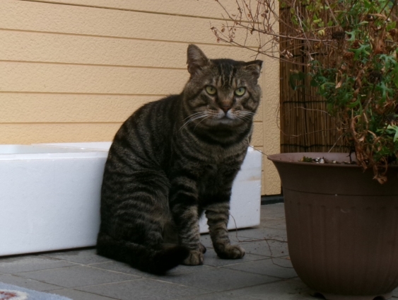 Cat pictures｜弥太郎くん