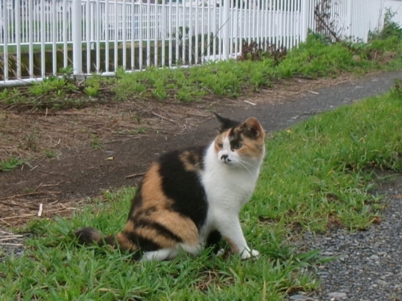 Cat pictures｜みけちゃん