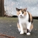 雨上がりニャン(^_^)v