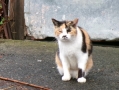 雨上がりニャン(^_^)v