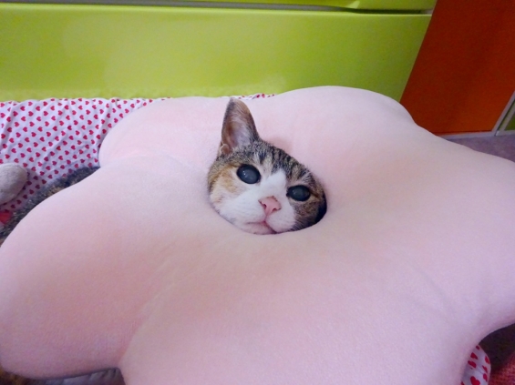 Cat pictures｜覗いてみたにゃ♪