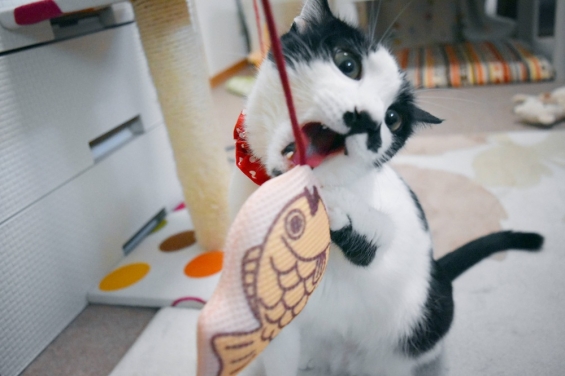 Cat pictures｜お盆には帰って来てにゃ♪
