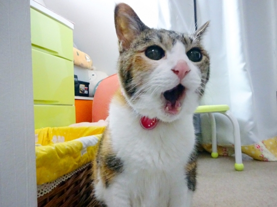 Cat pictures｜うまうま～っ♪