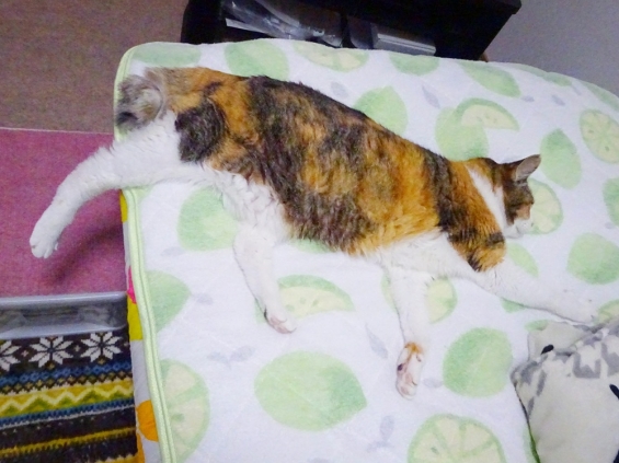 Cat pictures｜足だら～ん♪みく姉さん編。
