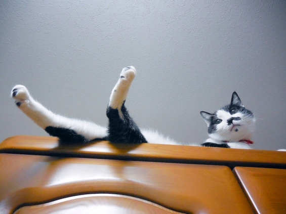 Cat pictures｜足だら～ん♪くぅ編。
