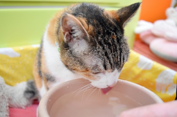 Cat pictures｜いっぱい鳴いたから、喉が渇いたにゃ～。