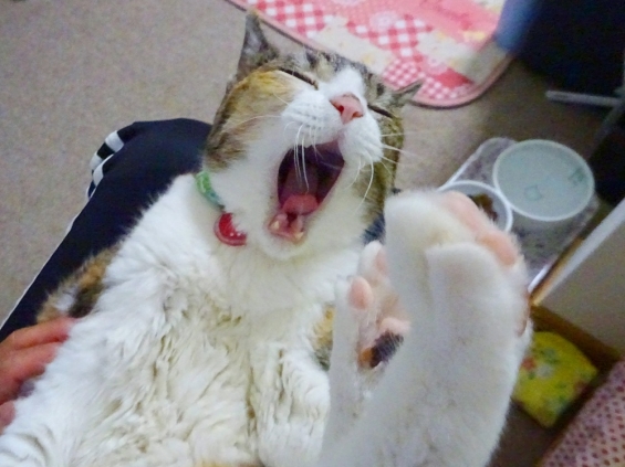 Cat pictures｜長生きしてニャ～。