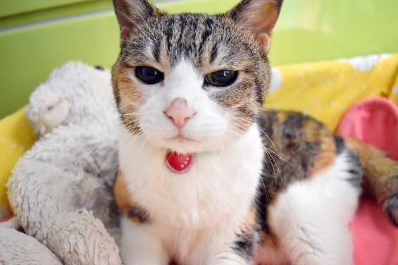 Cat pictures｜眠いにょよ！！