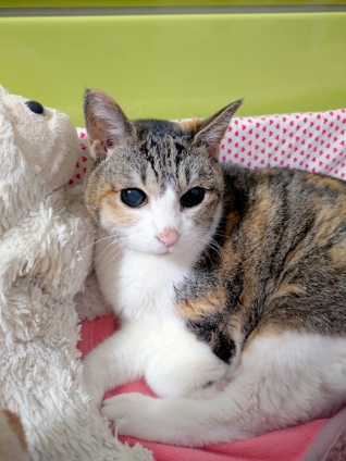 Cat pictures｜健康第一。