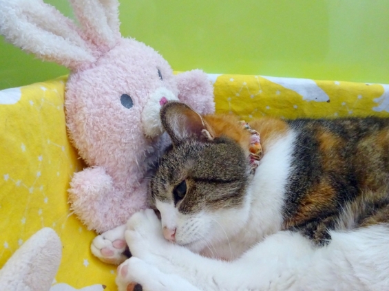 Cat pictures｜元気になったにゃん♪