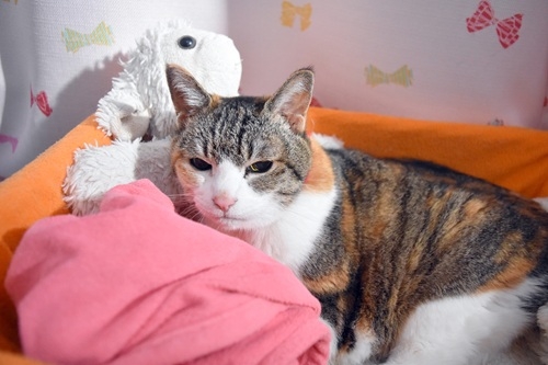 Cat pictures｜変なとこ連れてくなや～(=_=)