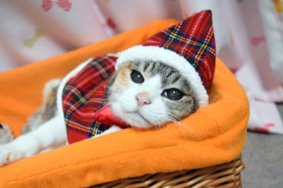 Cat pictures｜ちょっと早いけど、メリクリにゃ☆