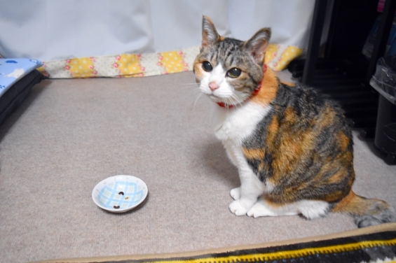 Cat pictures｜おやつ待ち♪