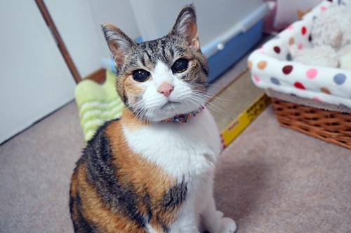 Cat pictures｜あけおめニャ～♪