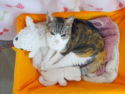 Cat pictures｜オレンジ箱入り娘にゃ♪