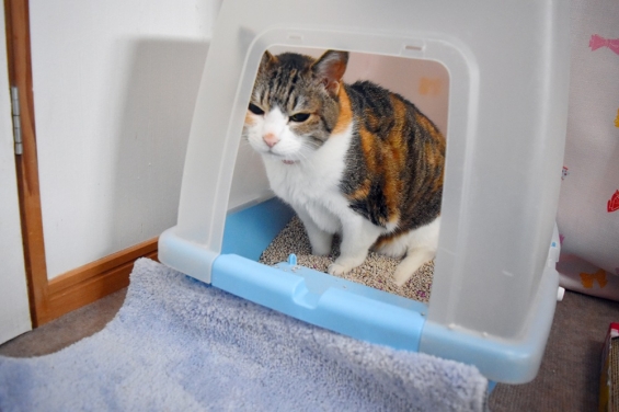 Cat pictures｜覗かニャイでよ！！