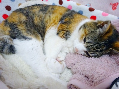 Cat pictures｜無事に迎えられるかなぁ。